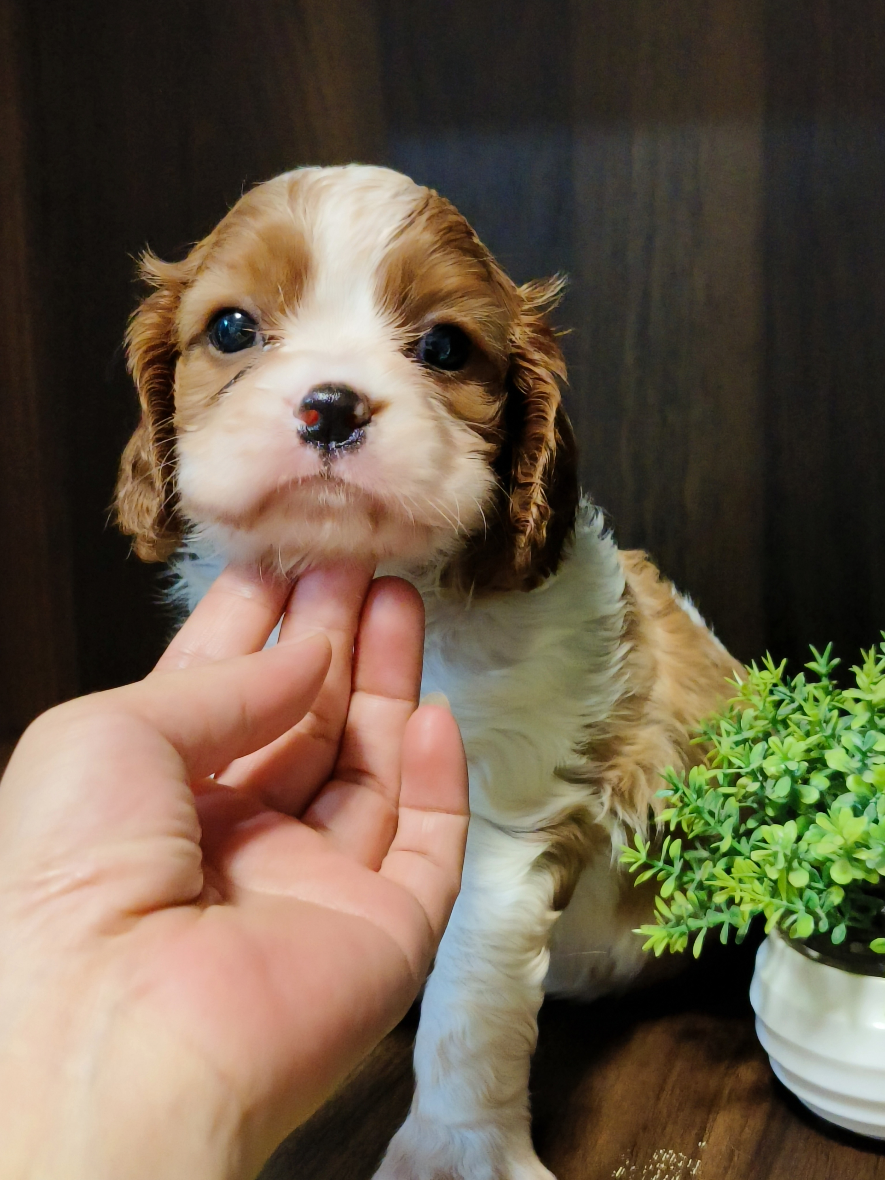 骑士查理王小猎犬，三只公崽，疫苗两针
